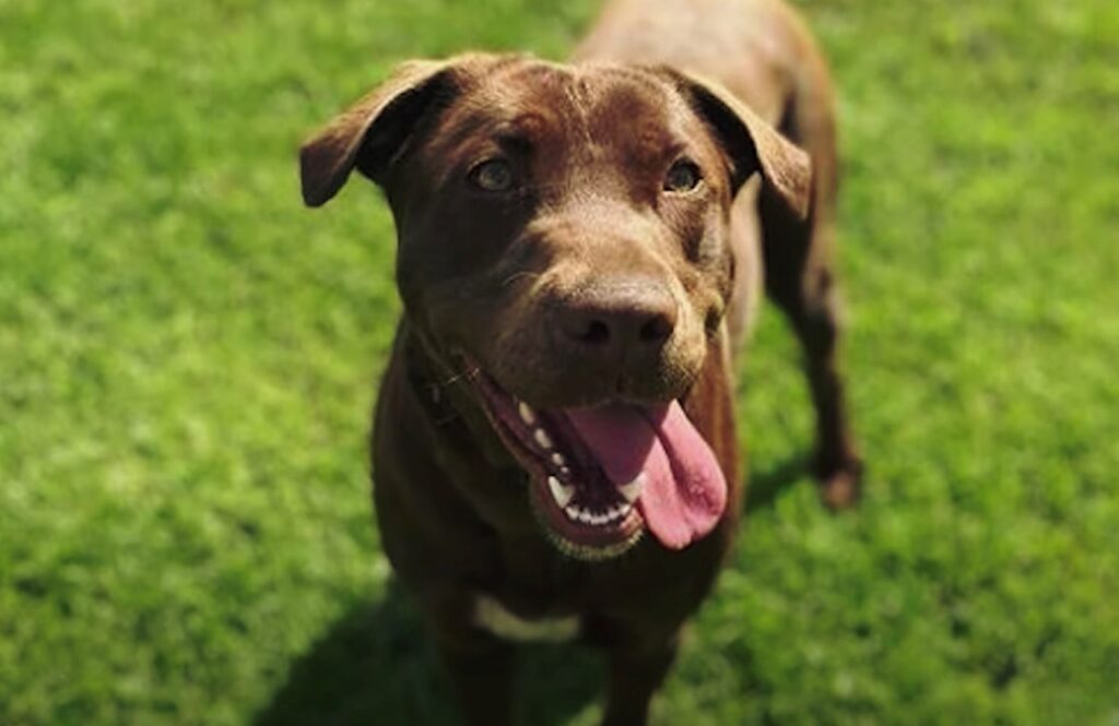 cane fedele che aspetta il padrone