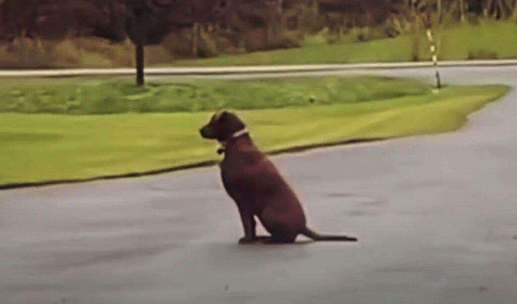 cane fedele che aspetta il padrone