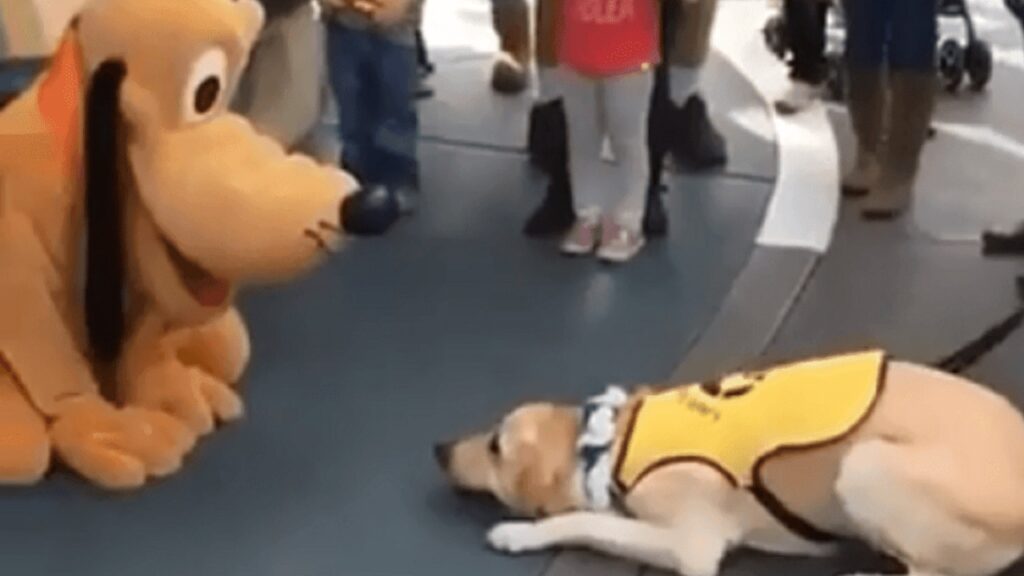 cane guida incontra Pluto a Disneyland