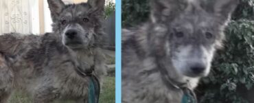 cane-lupo salvato dalla strada