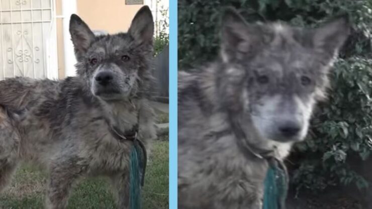 cane-lupo salvato dalla strada