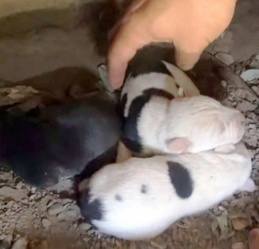 cuccioli di cane