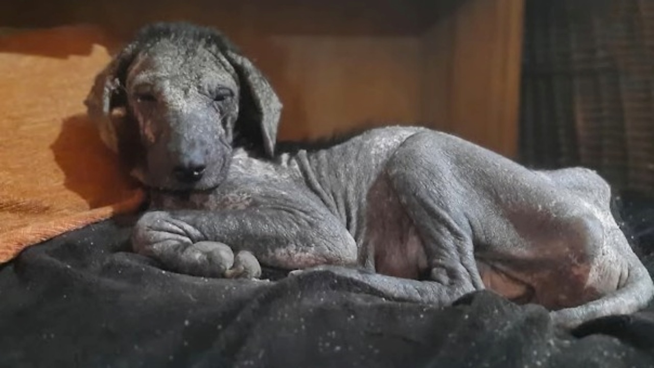 cane piange dopo aver ricevuto amore umano, versa lacrime di gioia