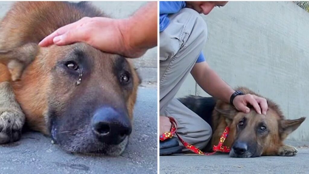 Cane salvato da un poliziotto
