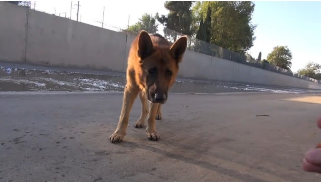 Cane salvato da un poliziotto