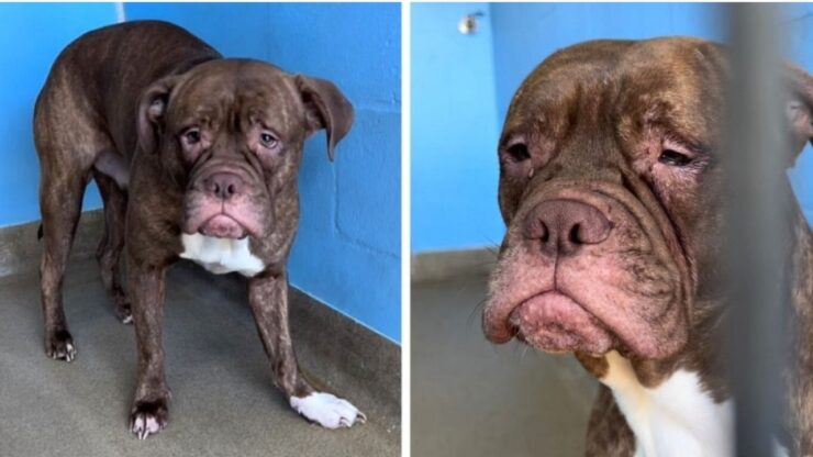 Cane viene abbandonato in un rifugio