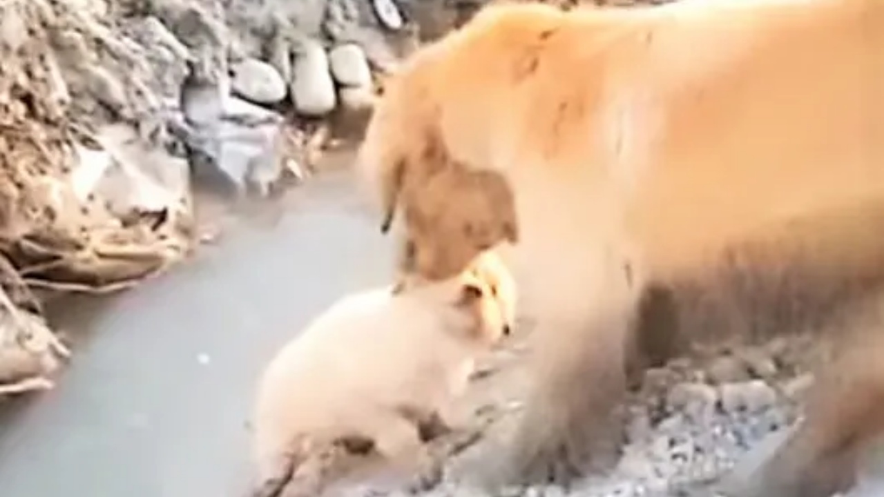 Cane salva il suo cucciolo, l'istinto protettivo di una madre