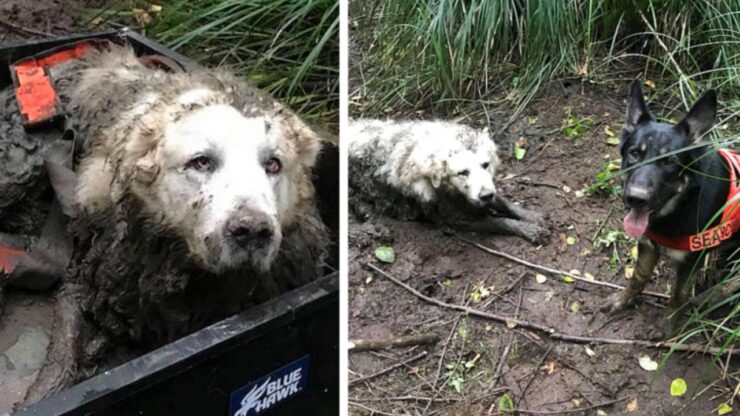cane sordo viene salvato dal fango