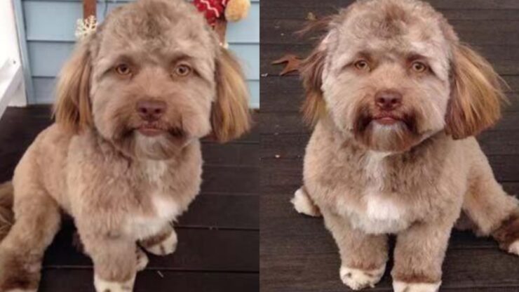 cane con la faccia da umano