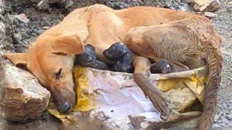 cagnolina nel cantiere