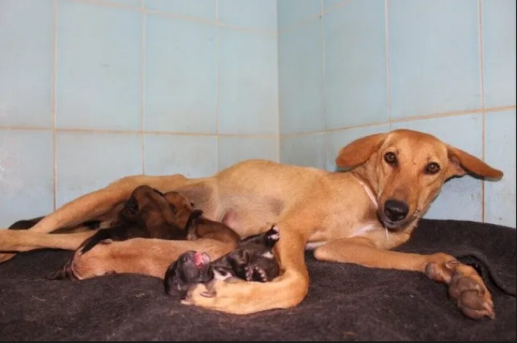 cagnolina e i cuccioli