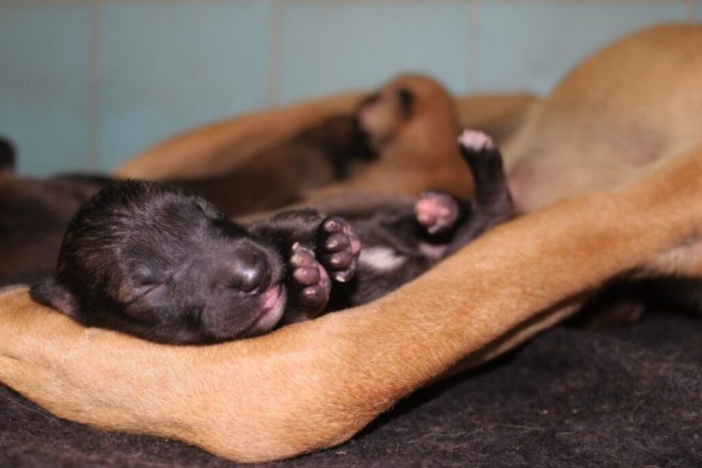 cuccioli appena nata