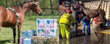 Cavalla destinata al macello partorisce puledro