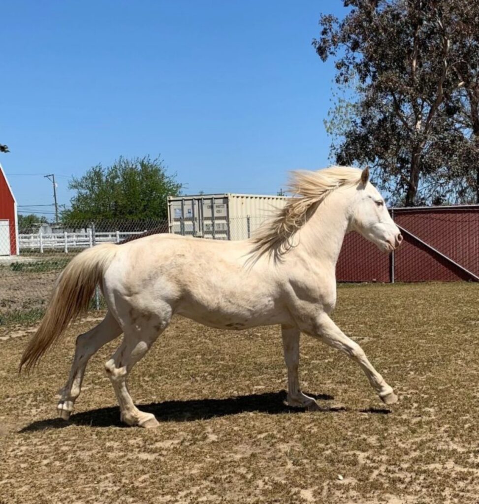 cavallo che corre felice