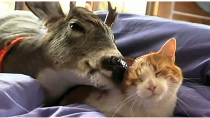 Cervo e gatto diventano amici