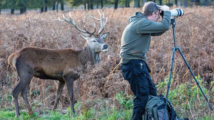 Cervo si intrufola nella foto