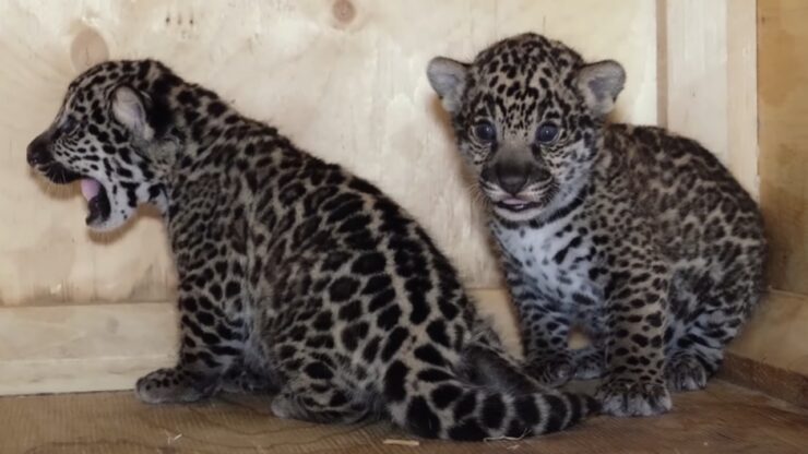 Cuccioli di giaguaro nascono al Granby zoo