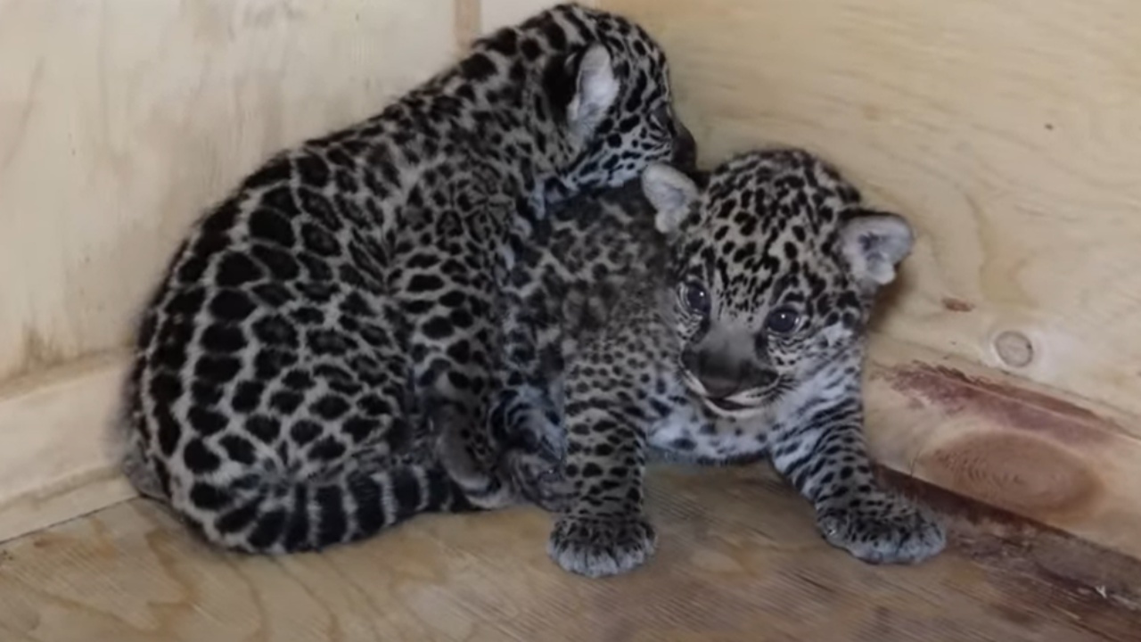 Cuccioli di giaguaro nascono al Granby zoo