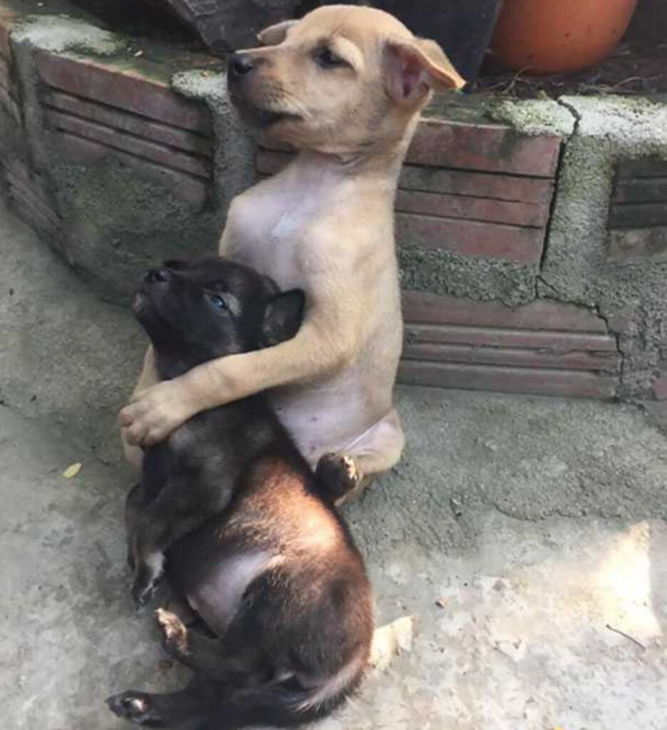cuccioli adottati