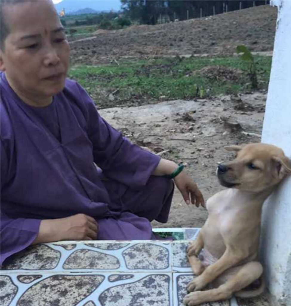 cucciolo e monaco