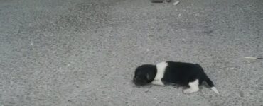 cane abbandonato marciapiede