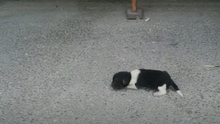 cane abbandonato marciapiede