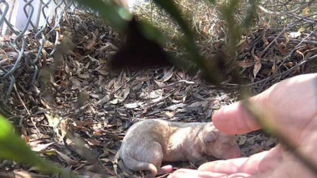 cucciolo di cane appena nato