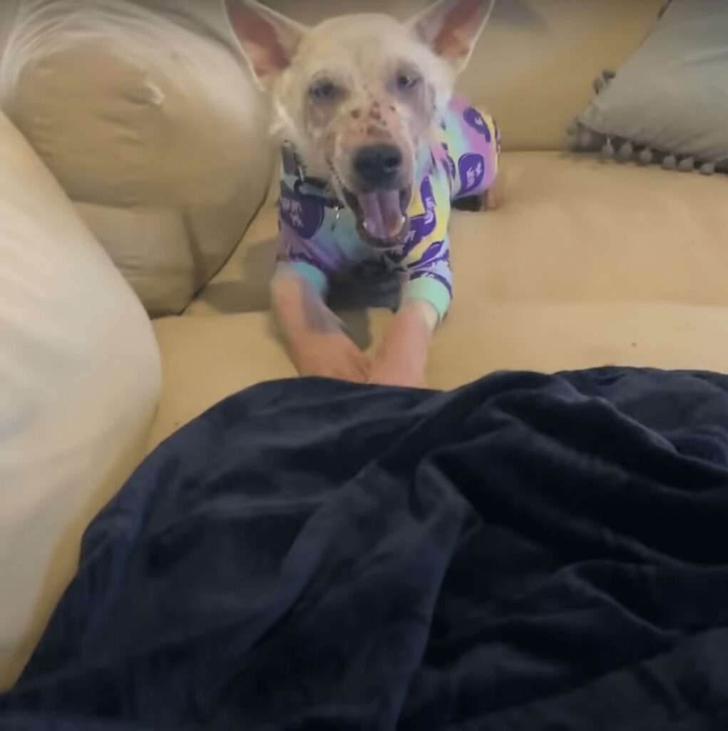 cucciolo in pigiama