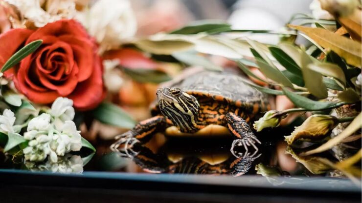 La tartaruga Colors diventa damigella al matrimonio del suo papà