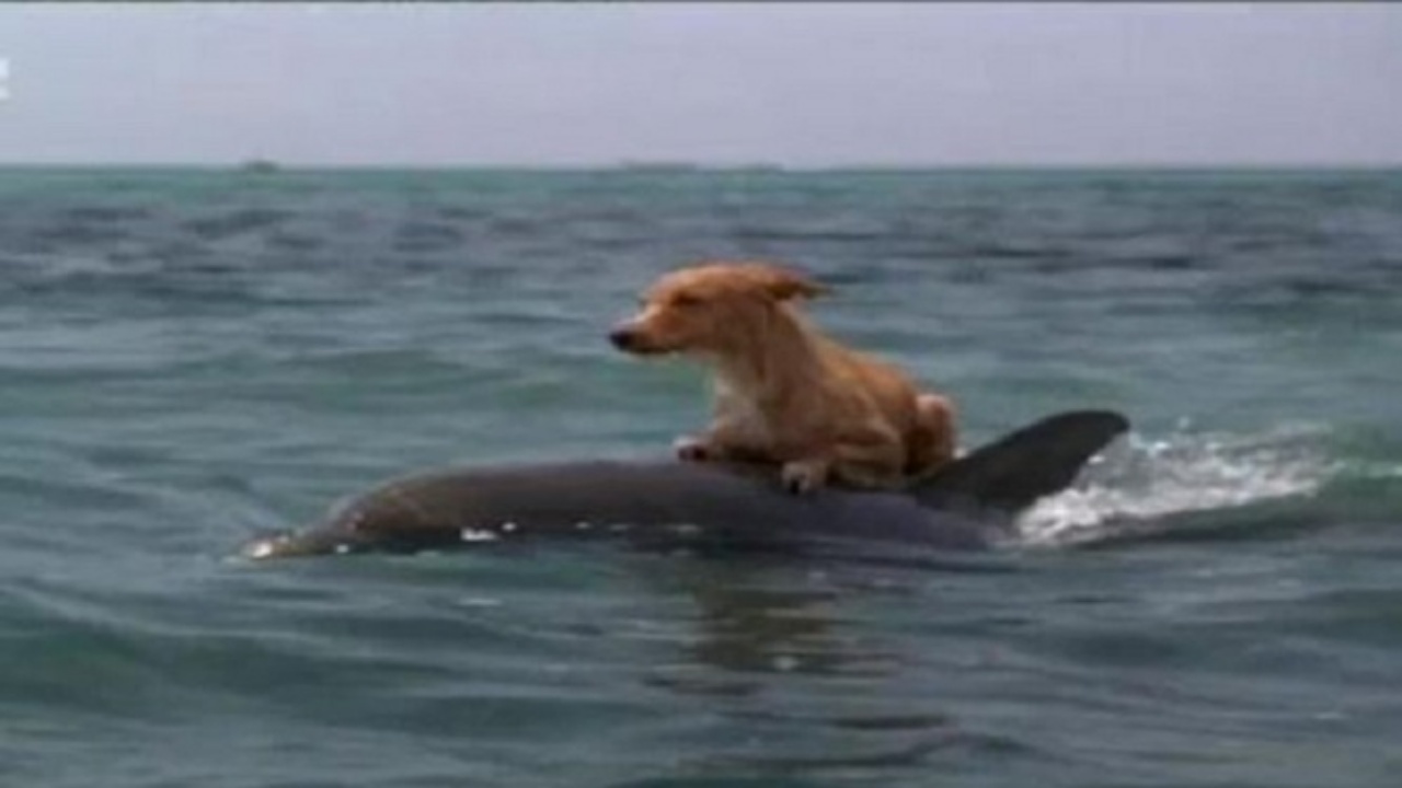 Delfini salvano un cane che stava annegando