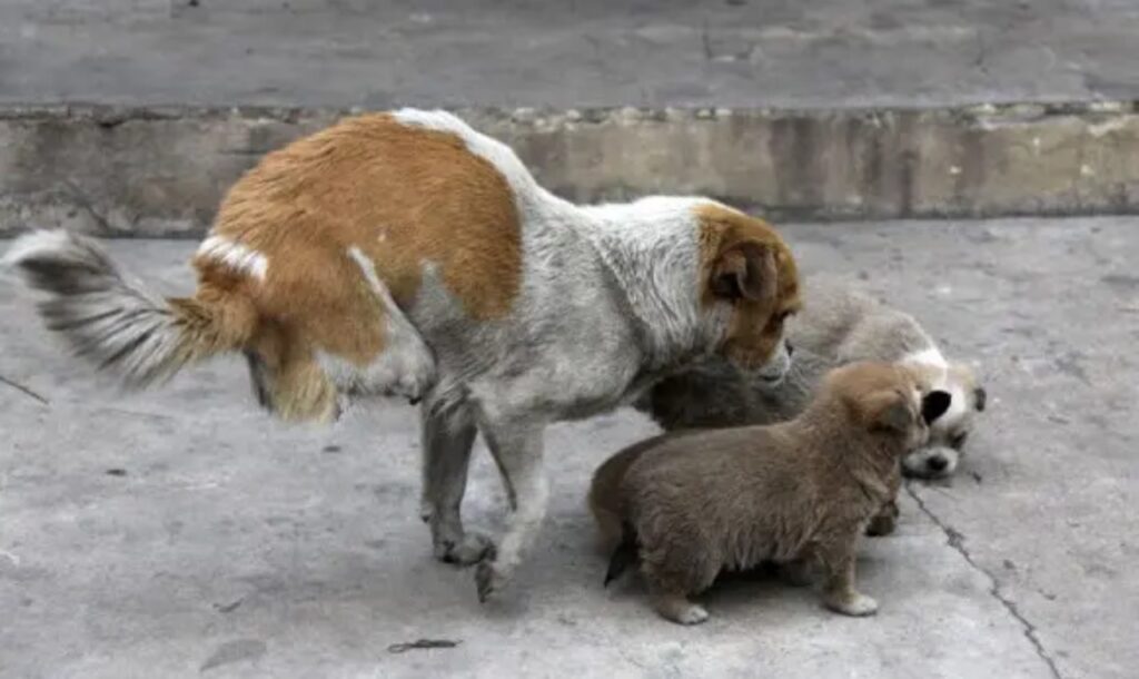 cane mamma disabile con cuccioli