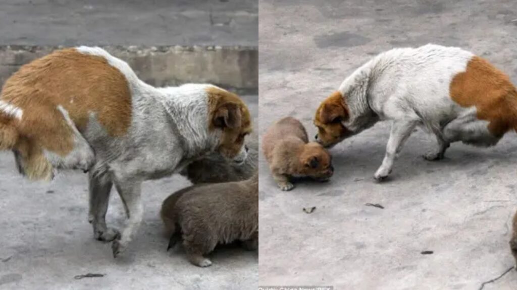 cane mamma disabile con cuccioli