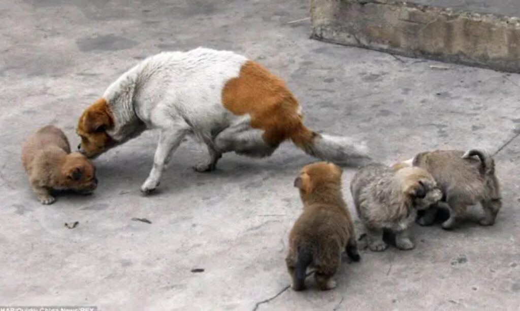 cane mamma disabile con cuccioli