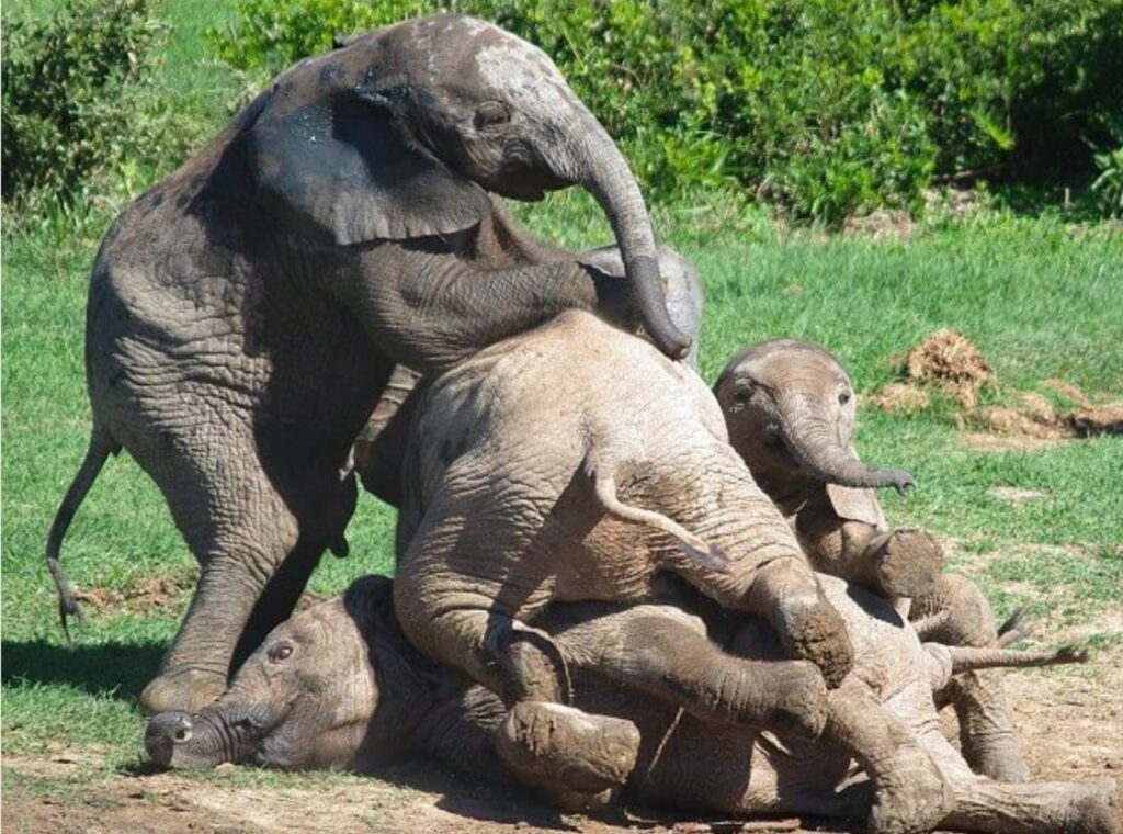 Cuccioli di elefante si divertono insieme