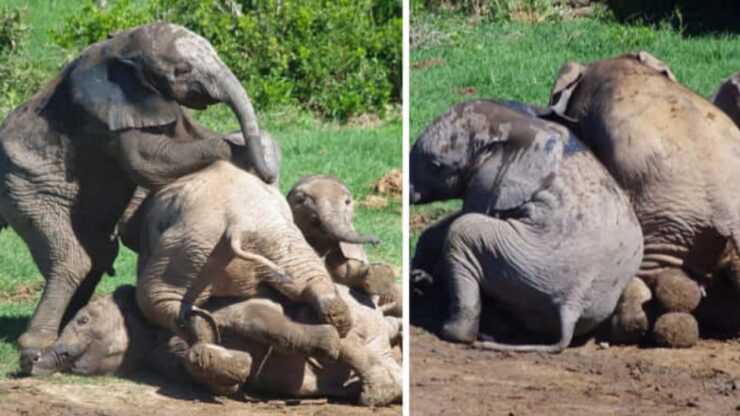 Cuccioli di elefante si divertono insieme