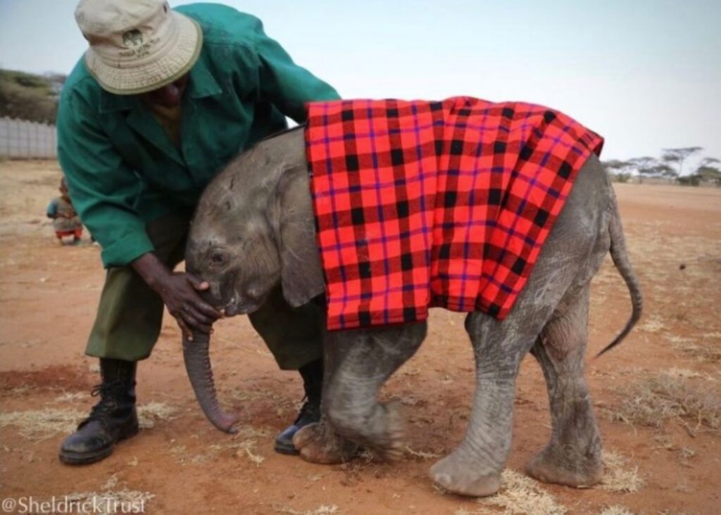 uomo con elefante