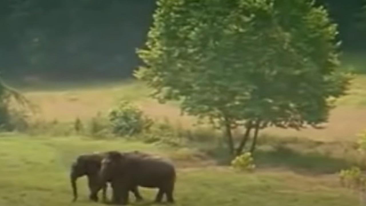 elefanti si ritrovano dopo 22 anni, l'emozionante incontro