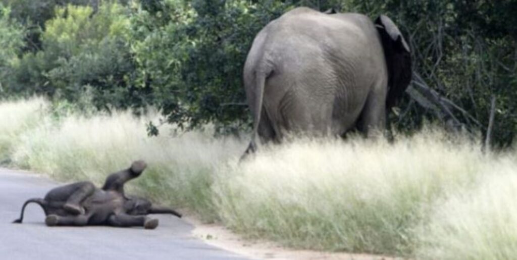 l'elefantino fa i capricci davanti alla mamma