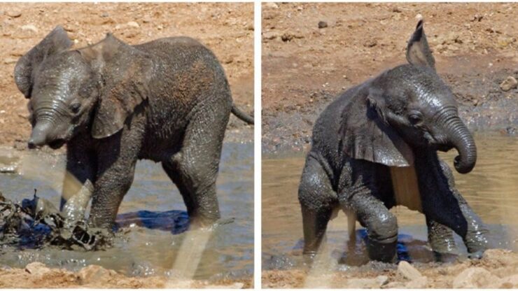elefantino gioca nel fango