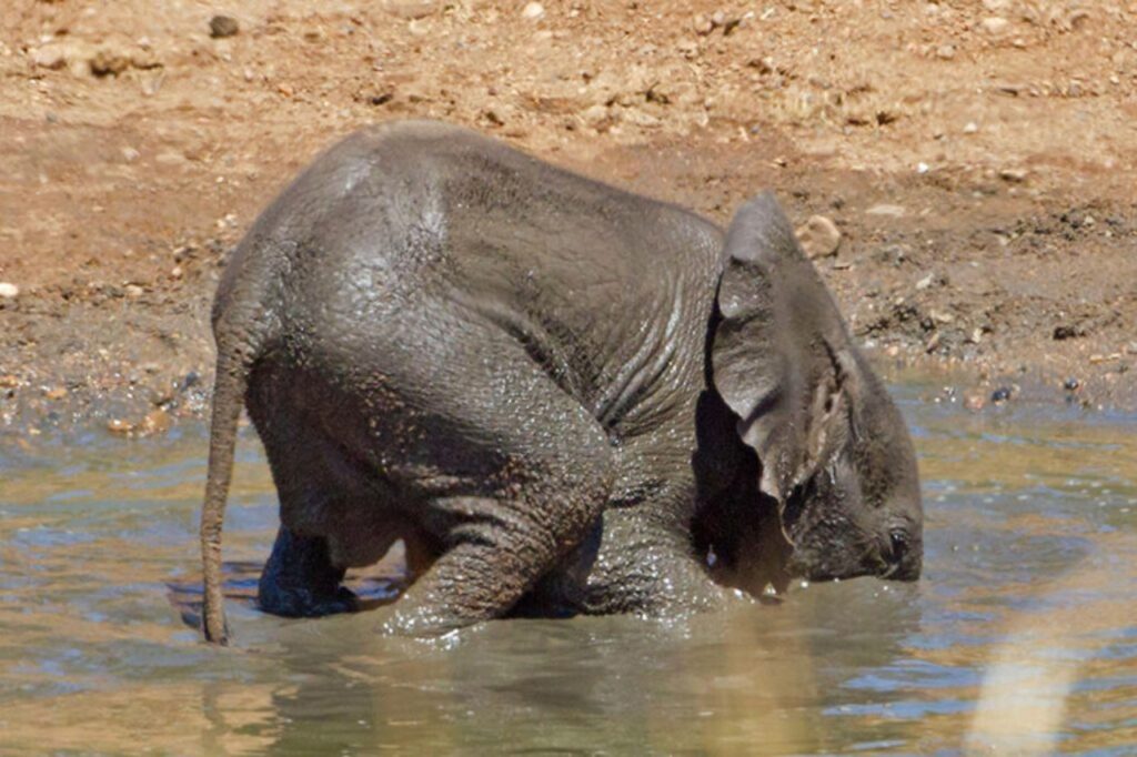 elefantino gioca