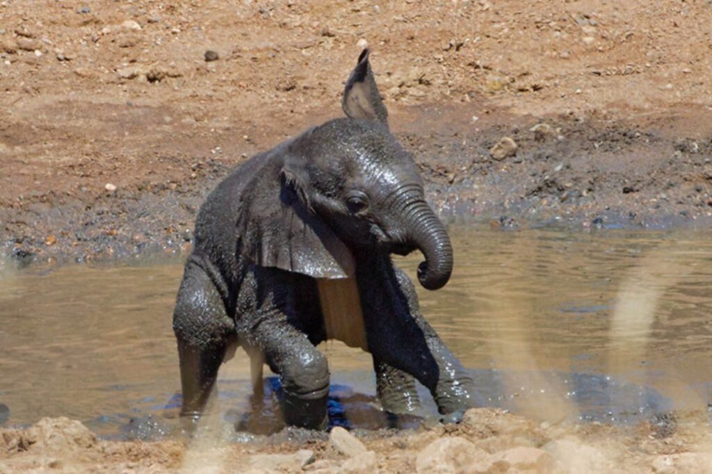 elefantino si diverte a giocare nel fango