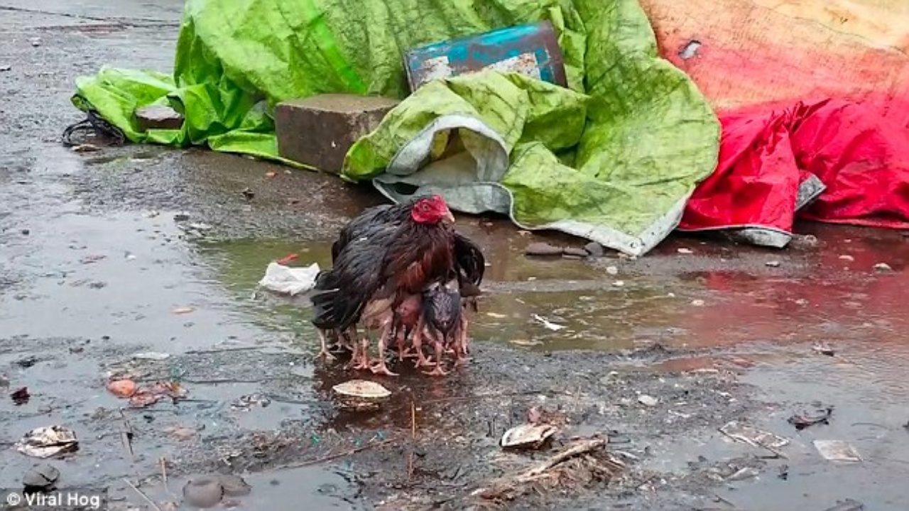 gallina protegge i suoi piccoli dalla pioggia distendendo le ali