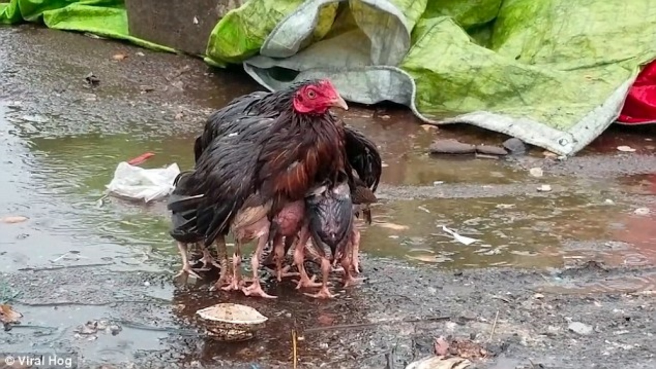gallina protegge i suoi piccoli dalla pioggia distendendo le ali