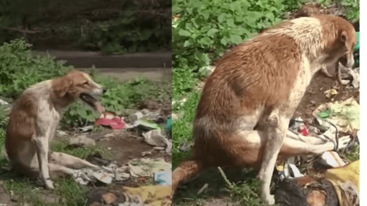 Un cane ha le gambe dietro paralizzate