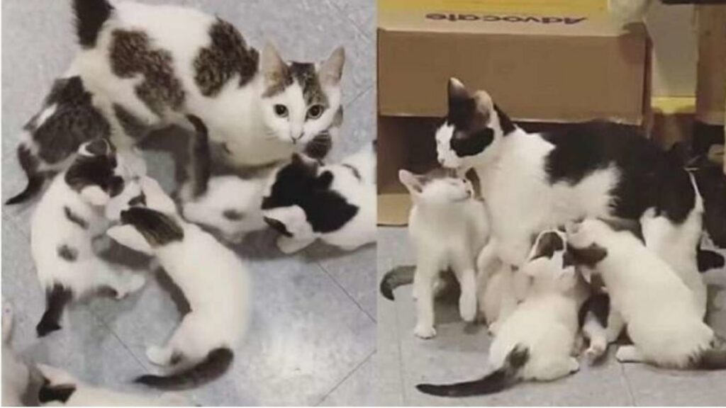 Due gatte diventano mamme