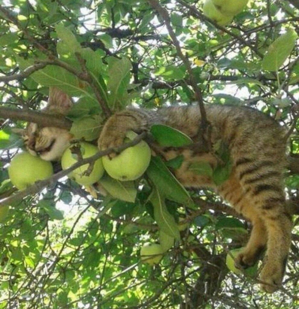Gatti dormono sugli alberi