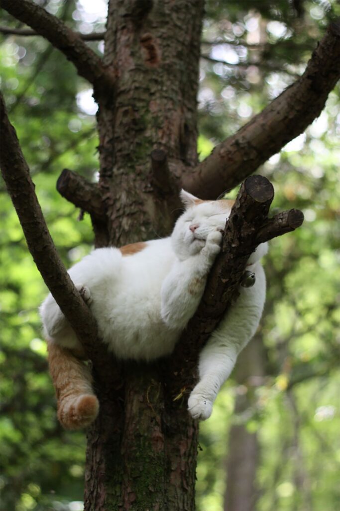 gatti che dormono sugli alberi