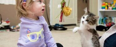 gattina a tre zampe adottata da bambina amputata