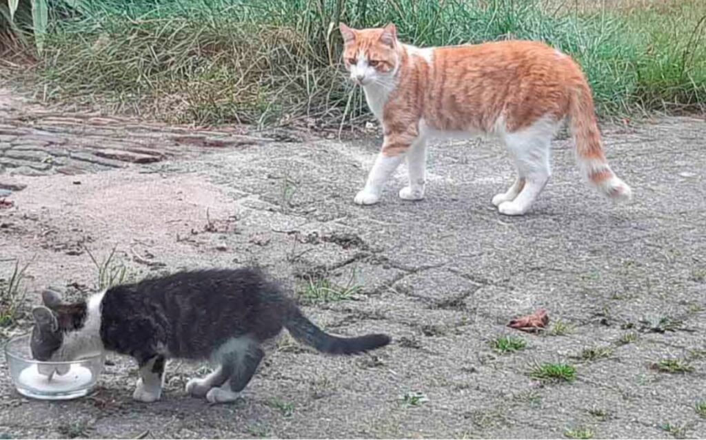Due gatti fanno amicizia