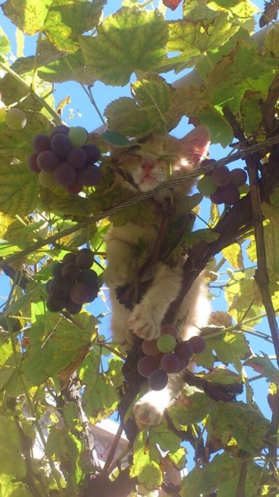 gatto che dorme sugli alberi